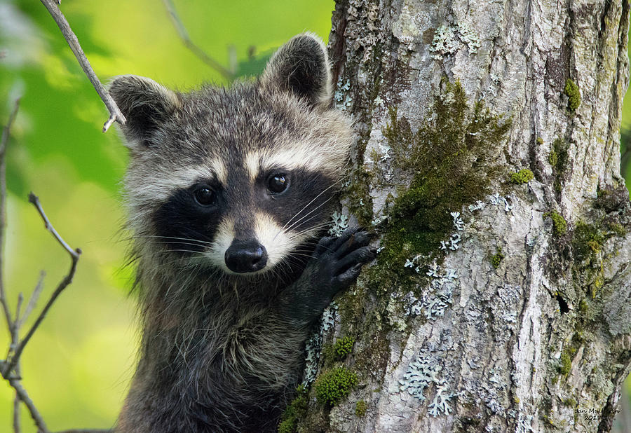 The Original Tree Hugger Photograph by Jan Mulherin - Fine Art America