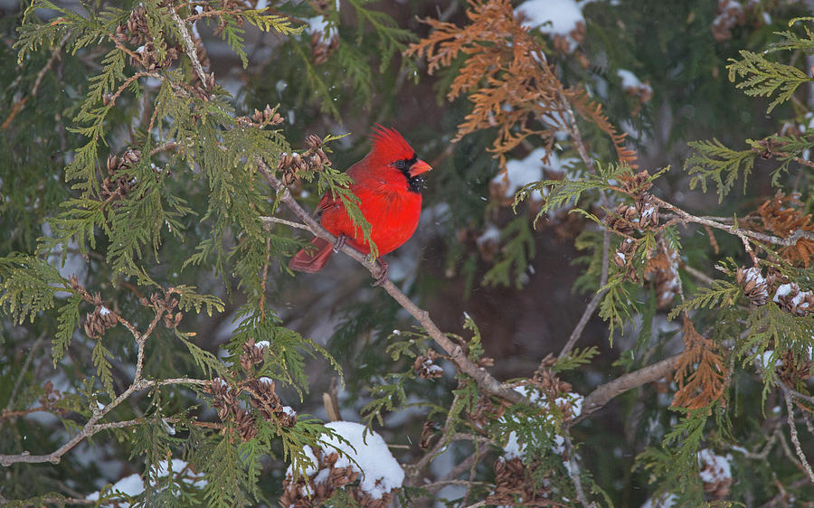 Cardinal Photograph - The Ornament- Northern Cardinal - Cardinalis cardinalis by Spencer Bush