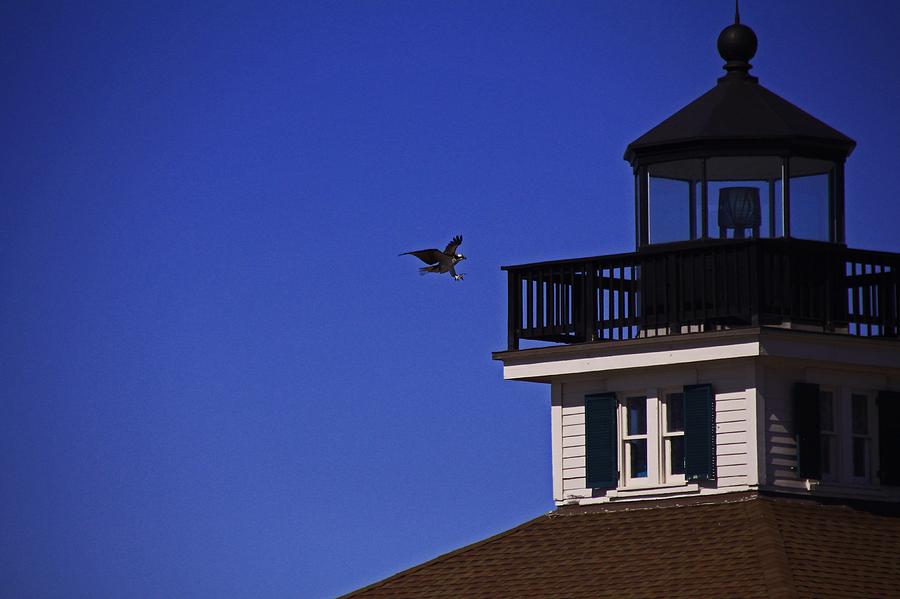 The Osprey and the Lighthouse I Photograph by Michiale Schneider