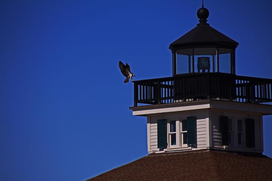 The Osprey and the Lighthouse II Photograph by Michiale Schneider