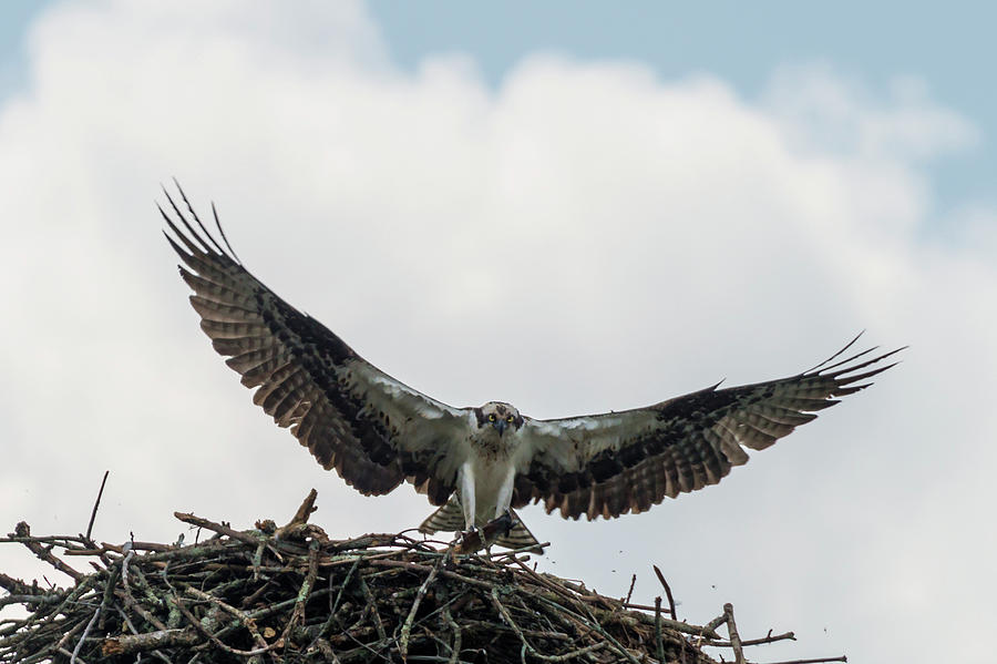 osprey food