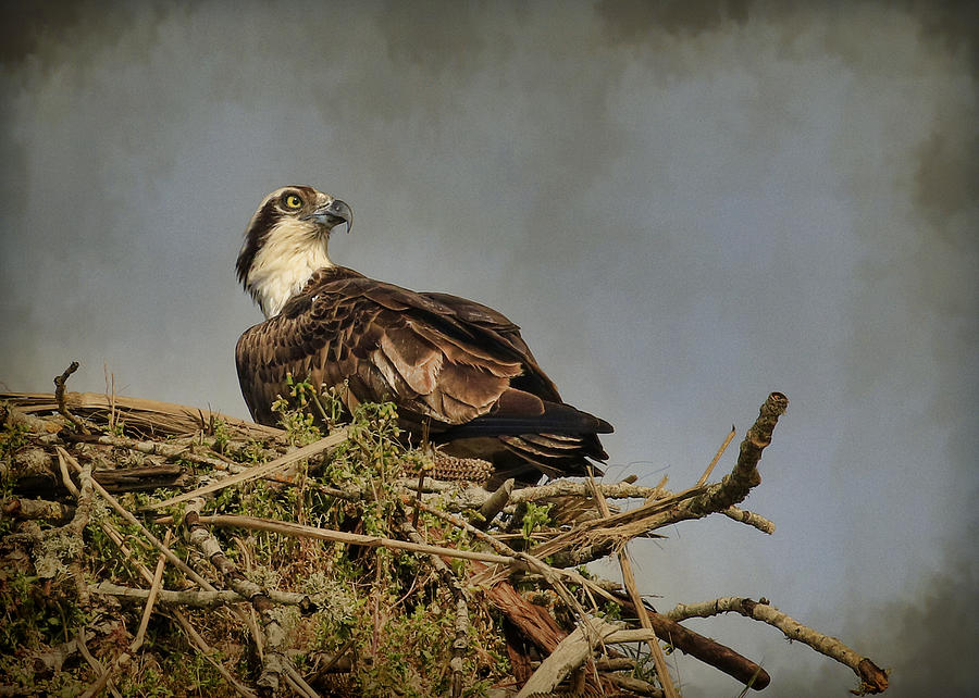 The Osprey Nest Photograph by Steve McKinzie