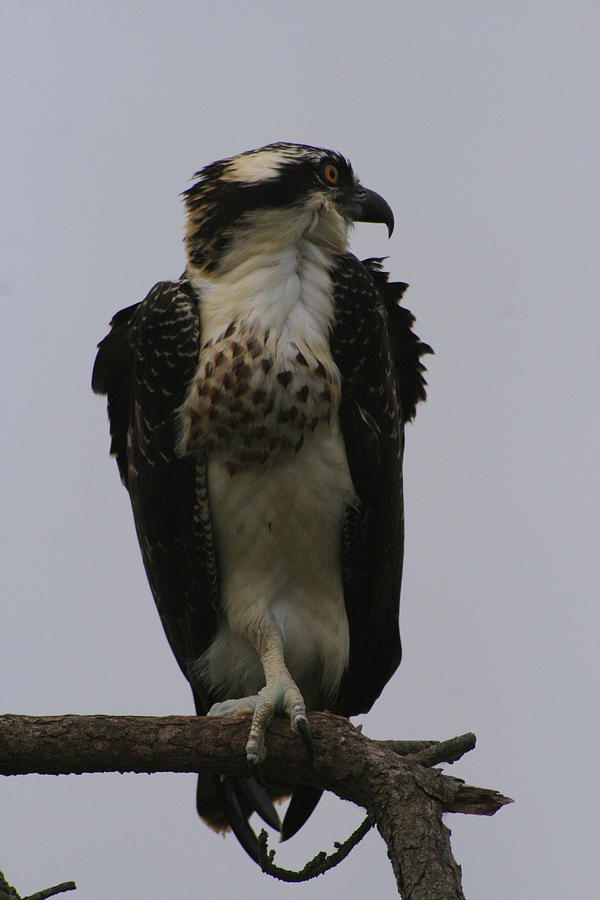 The Osprey On One Foot Photograph by Christopher J Kirby