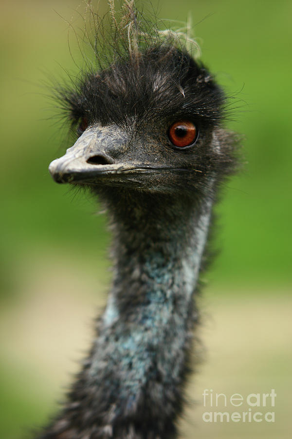 Emu Photograph - The Otridge by Ang El