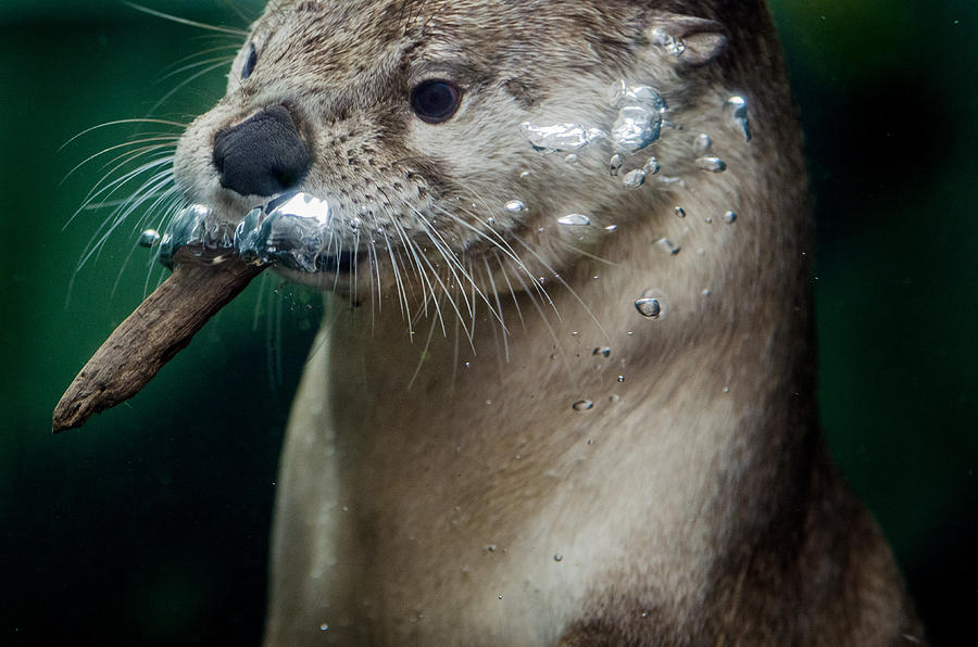 The Otter and the Wood Chip Photograph by Greg Nyquist