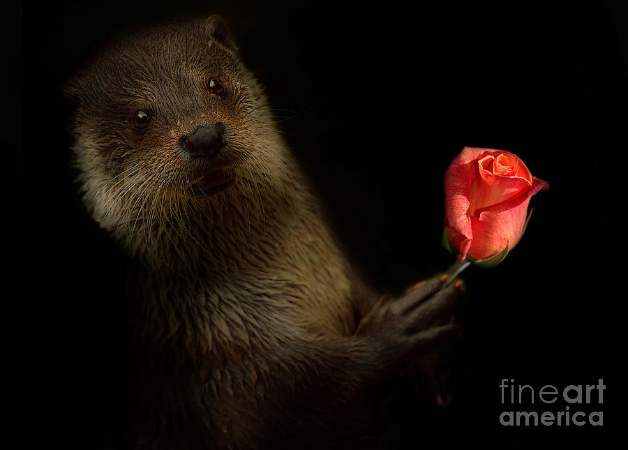 The Otter Photograph by Christine Sponchia
