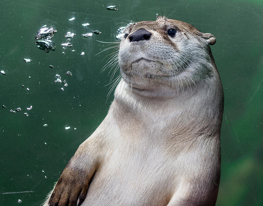 The Otter in Water Photograph by Greg Nyquist