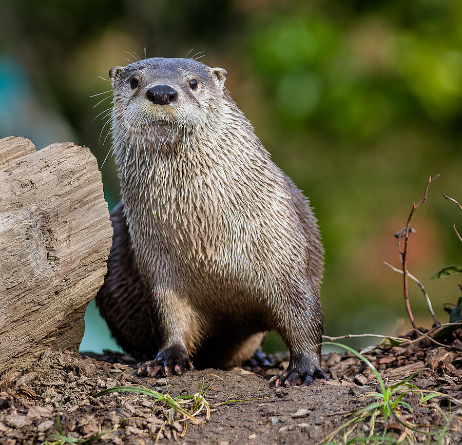The Otter Stareth Photograph by Greg Nyquist
