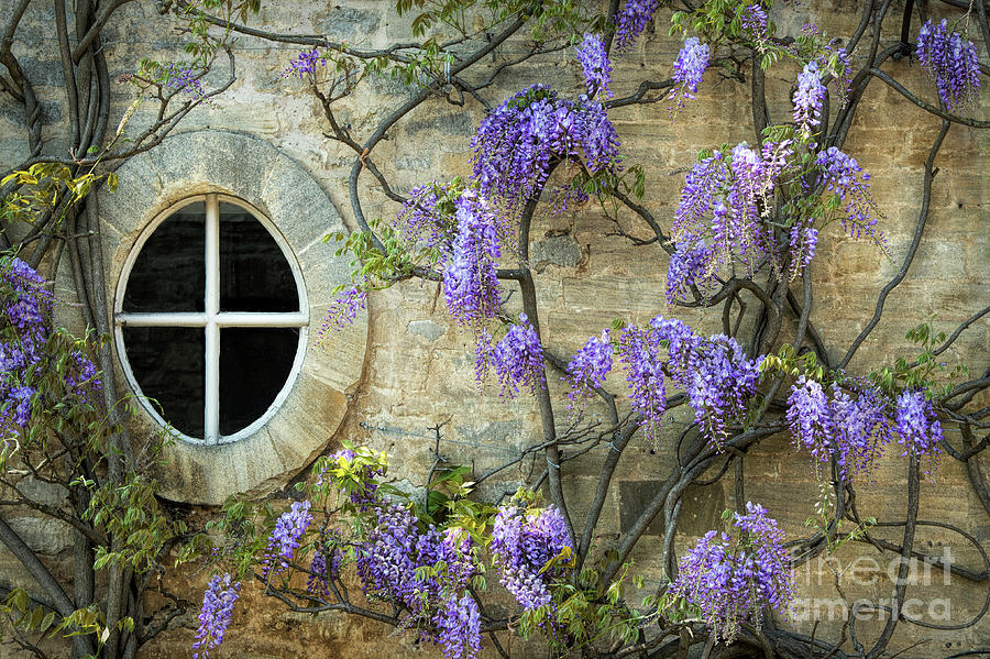 Flower Photograph - The Oval Window by Tim Gainey