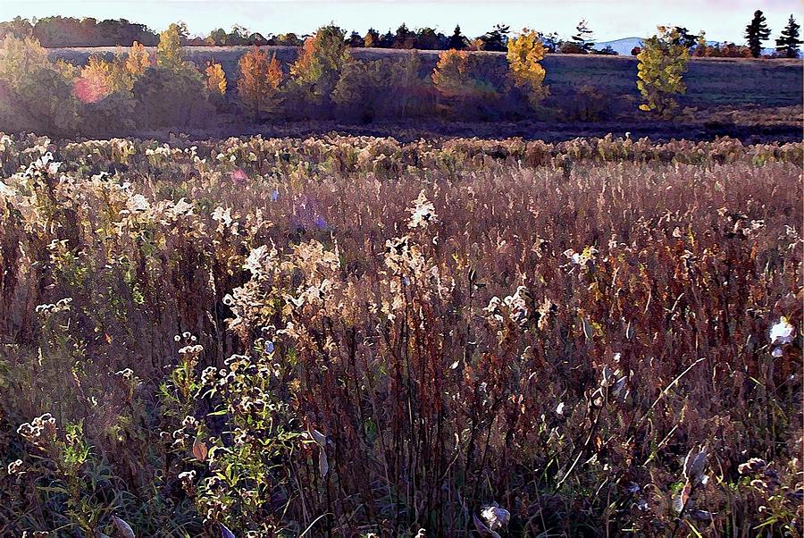 The Overgrown Field In The Late October Afternoon Sun. Photograph by Joy Nichols