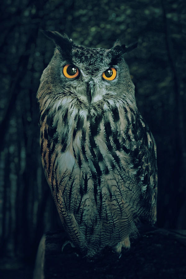 The Owl Photograph by Carlos Caetano