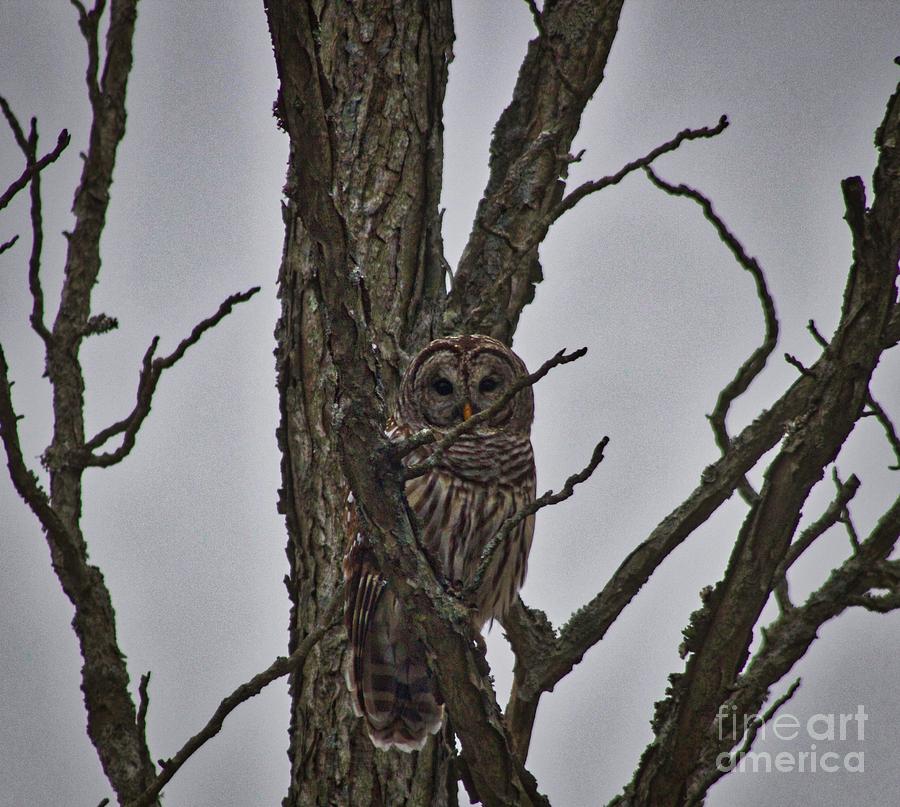 The Owl Photograph by Ty Shults