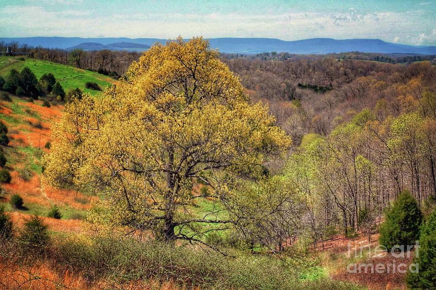 The Ozarks In the Spring Photograph by John Myers