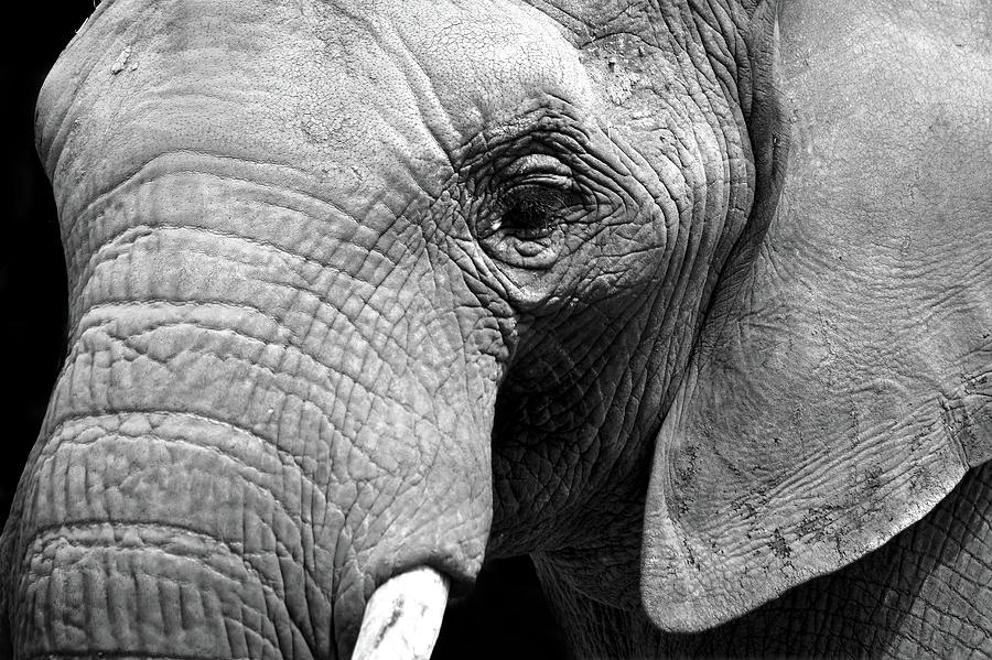 Black And White Photograph - The Pachyderm by Mark Rogan