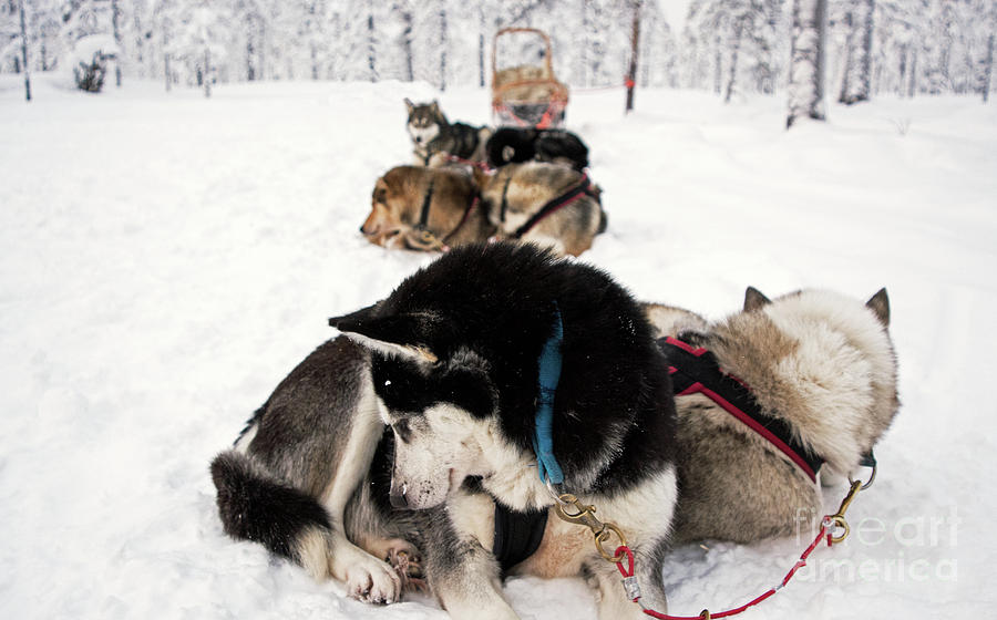 Sled Dogs Photograph - The Pack by Nancy B Sled Dogs Photograph - The Pack by Nancy B