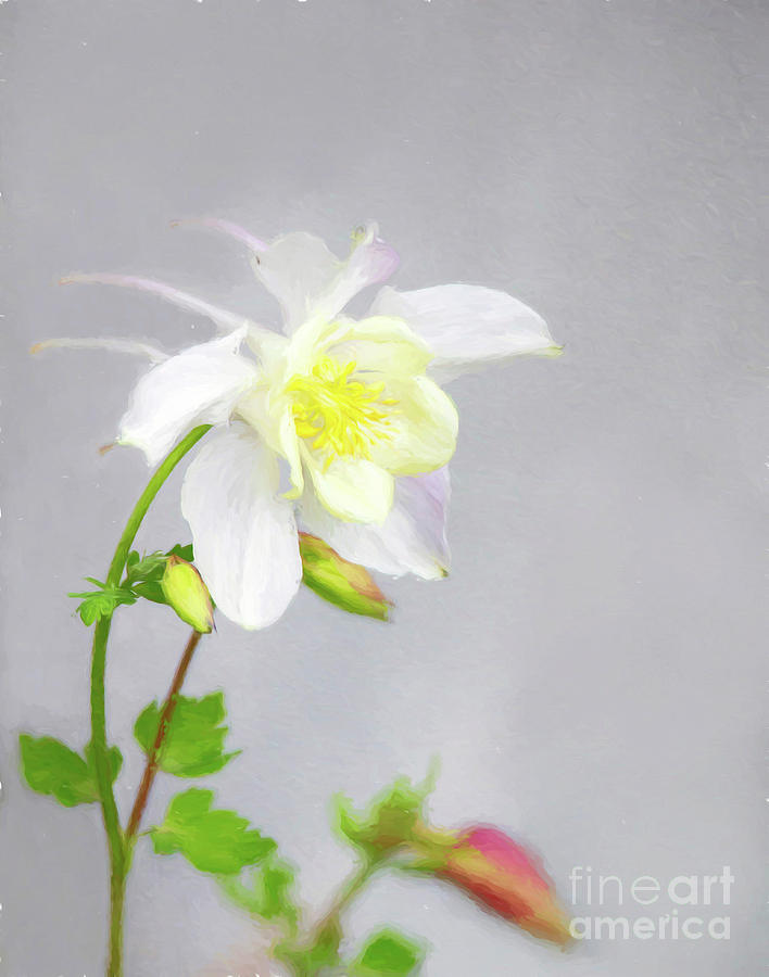 Nature Photograph - The Painted Columbine by Carolyn Fox