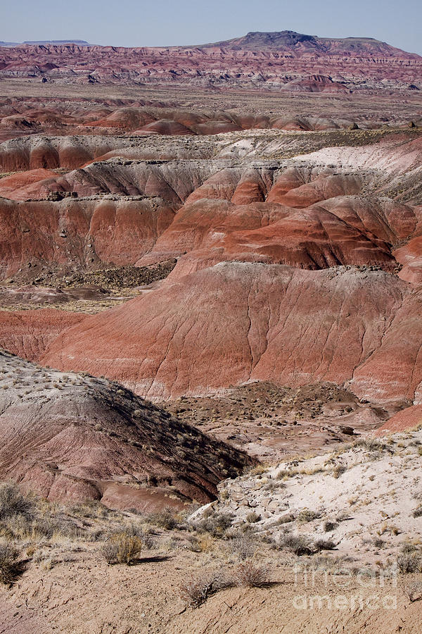 The Painted Desert  8024 Photograph by James BO Insogna