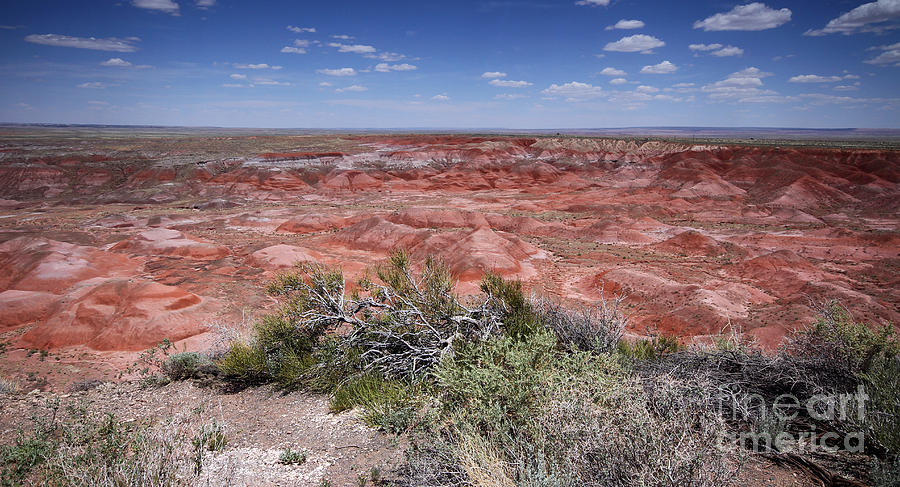 The Painted Desert I Photograph by Butch Lombardi