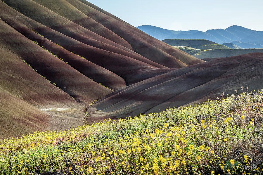The Painted Hills in Bloom Photograph by Tim Newton