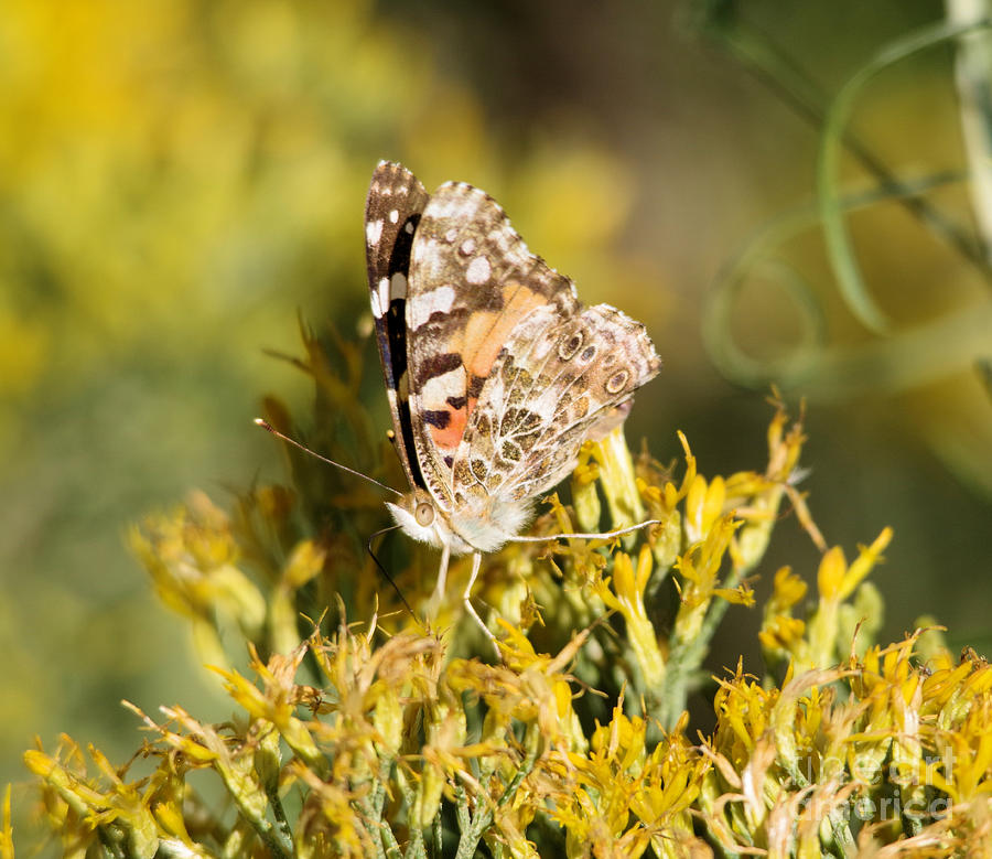The Painted Lady Gazes Up Photograph