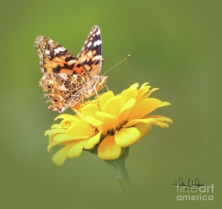 The Painted Lady Photograph by Heather Hubbard