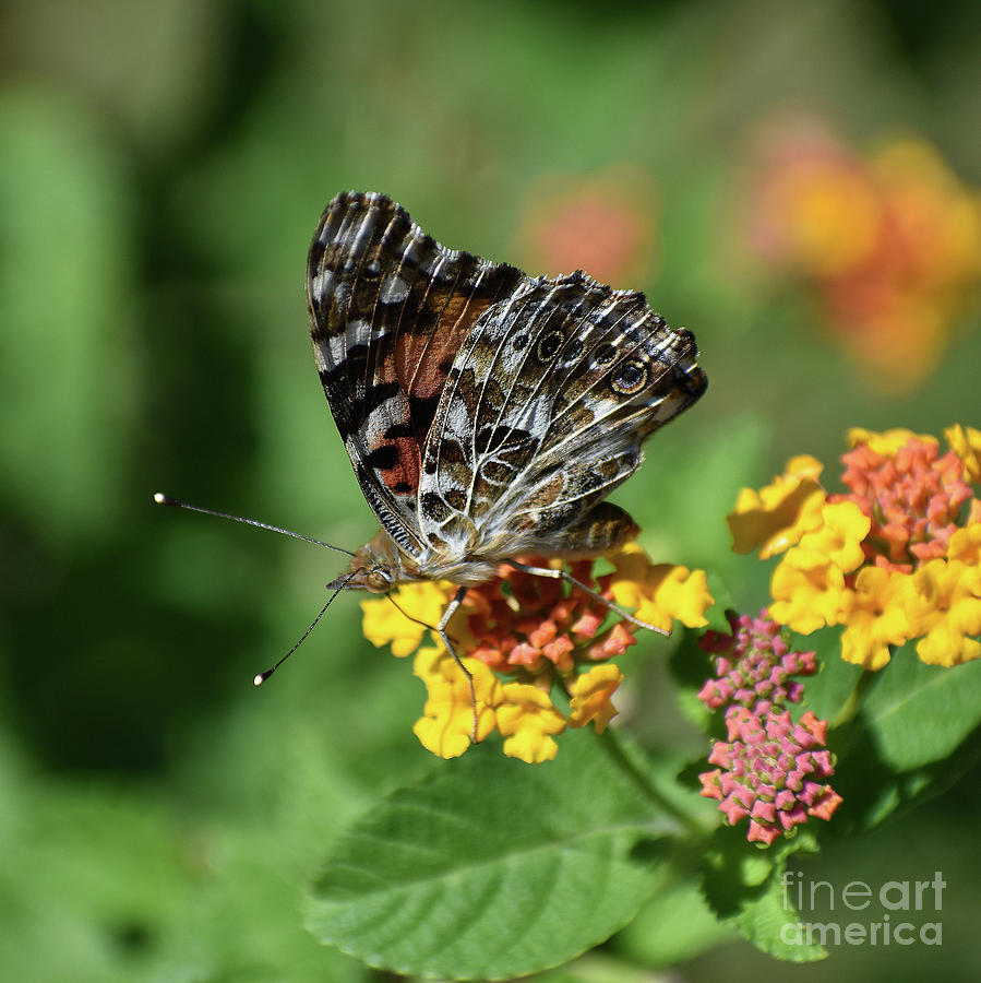 The Painted Lady Photograph by Skip Willits