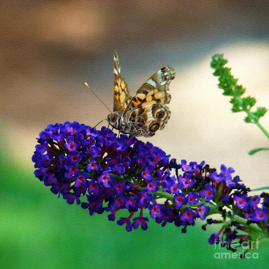 Butterfly Photograph - The Painted Lady by Sue Melvin