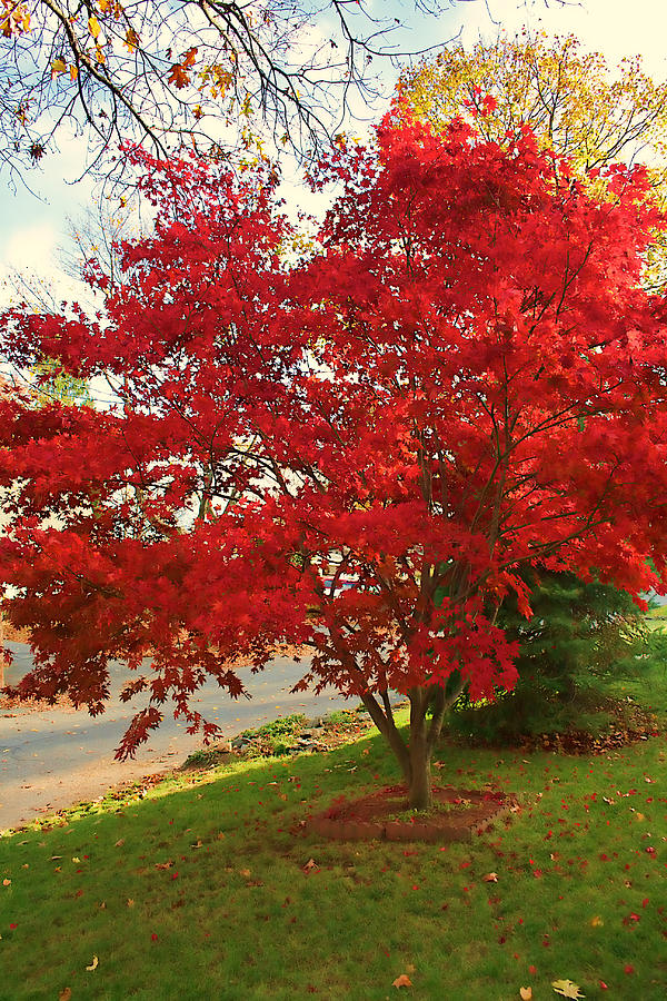 The Painted Leaves Photograph by Mike Smale The Painted Leaves Photograph by Mike Smale