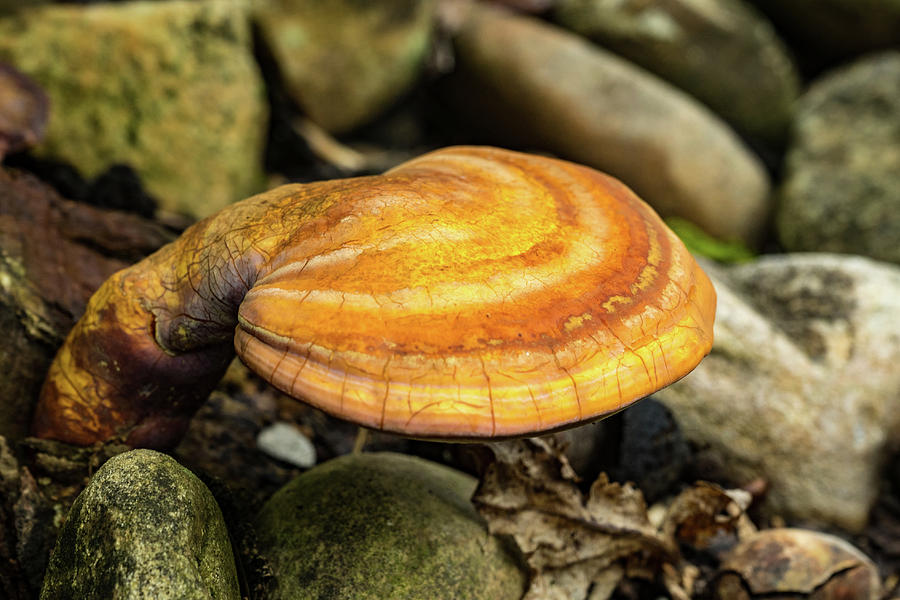 The Painted Mushroom Ganoderma Photograph by Douglas Barnett