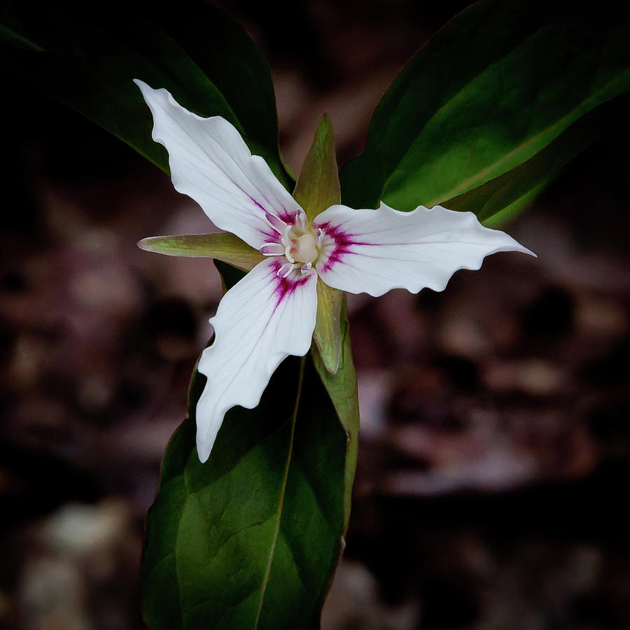 The Painted Trillium Photograph by David Patterson