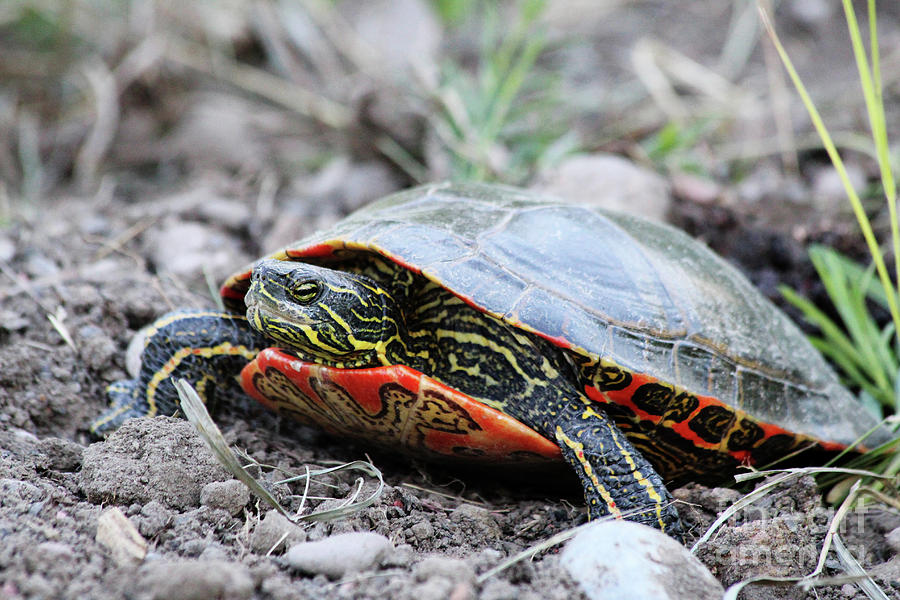 Turtle Photograph - The Painted Turtle by Alyce Taylor