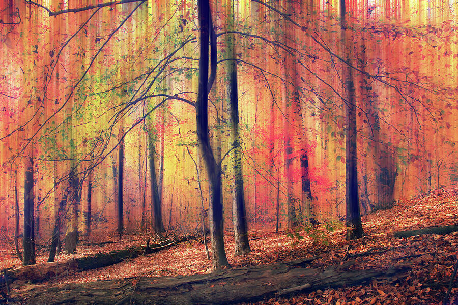 The Painted Woodland Photograph by Jessica Jenney