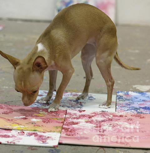 Lian Xin Photograph - The Painting Chihuahua by Antony Galbraith