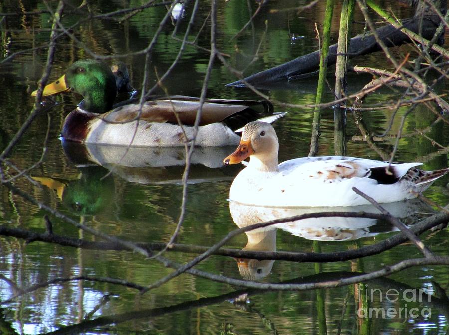 The Pair of Ducks Photograph by Kim Tran