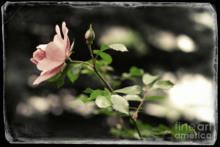 The Pale Pink Rose Photograph by Donna L Munro