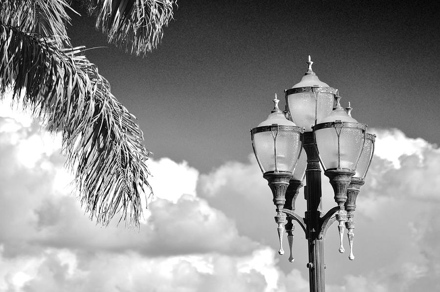 The Palm Fronds and The Lamp Post Photograph by Don Youngclaus