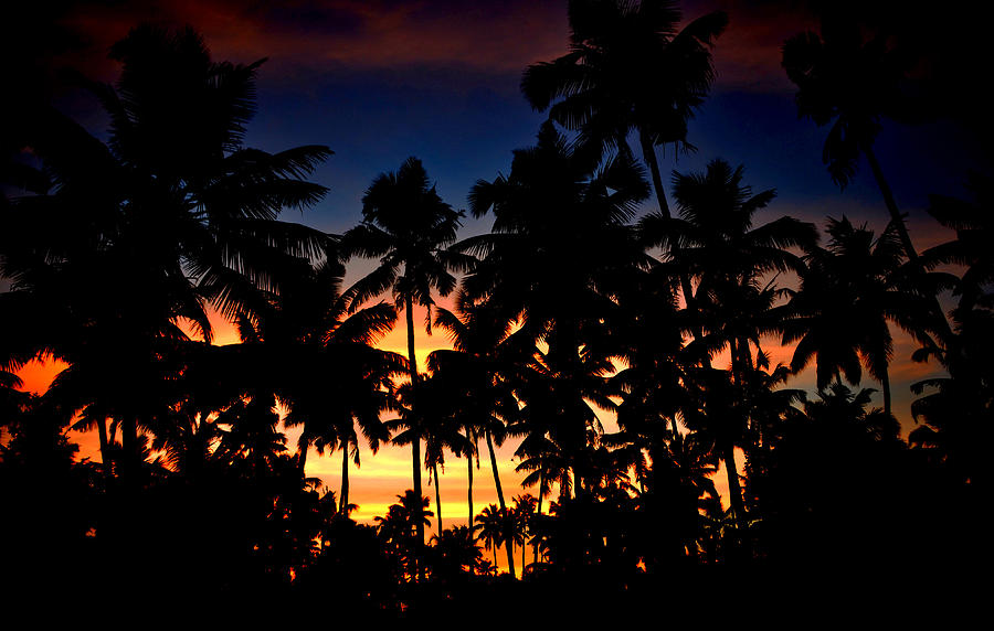 Sunset Photograph - The Palm Jungle by Farah Faizal