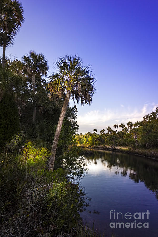 The Palm Stream Photograph by Marvin Spates