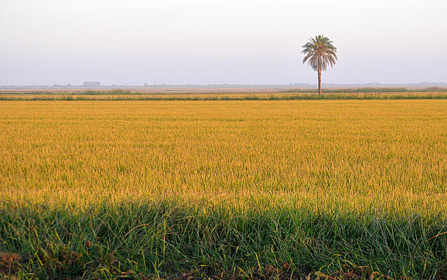 The Palm Tree in the Rice Fields Photograph by AJ Schibig