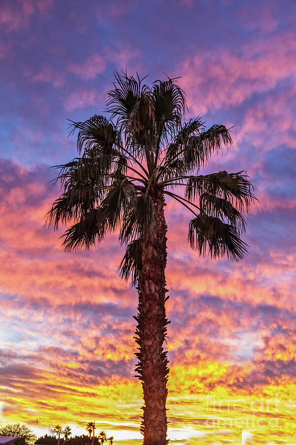 Sunset Photograph - The Palm Tree Sunset by Robert Bales