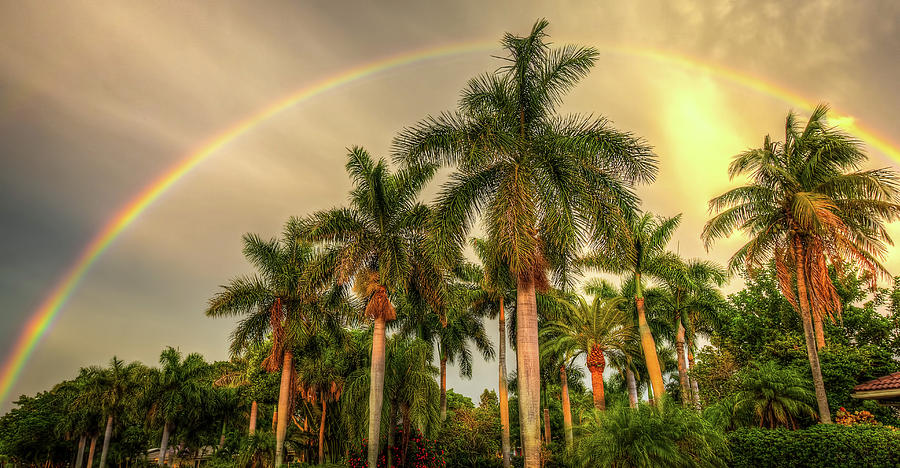 palm pals rainbow