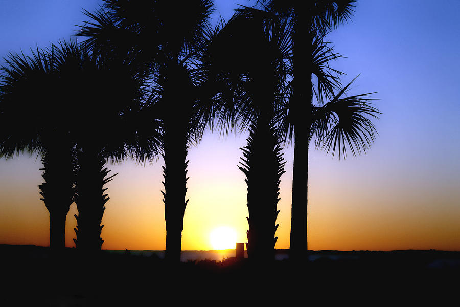 The Palms At Sunset Photograph by Debra Forand