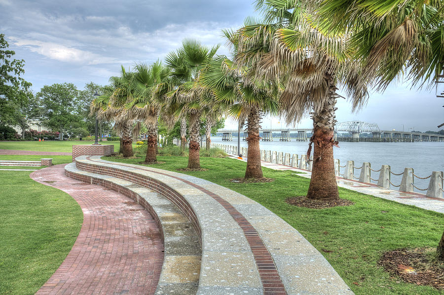 The Palms of Water Front Park Photograph by Scott Hansen