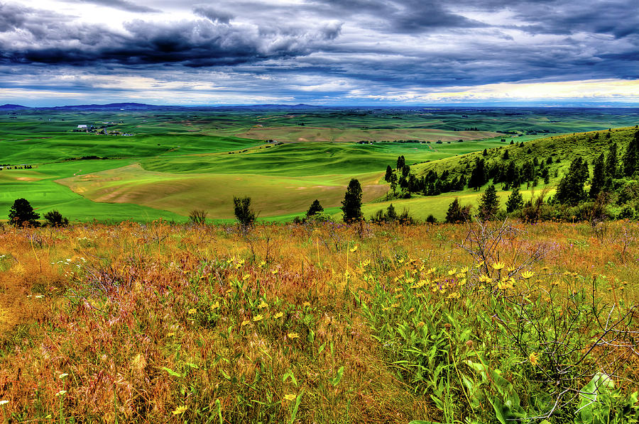 The Palouse Hills from Kamiak Photograph by David Patterson