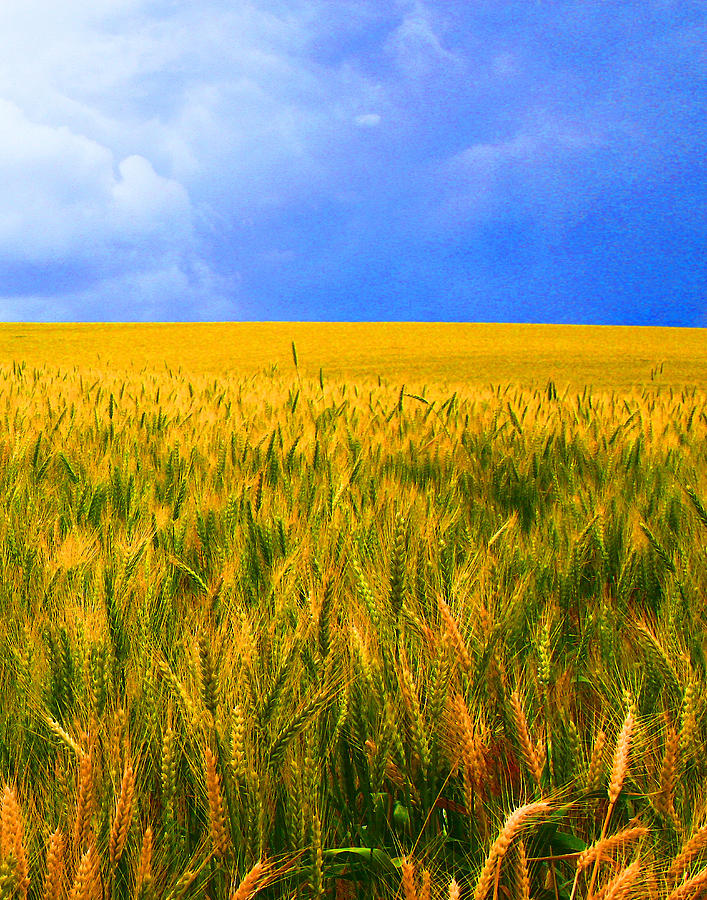 The Palouse Wheat Fields Photograph by Margaret Hood