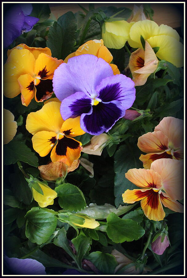 Nature Photograph - The Pansies of Early Spring by Dora Sofia Caputo