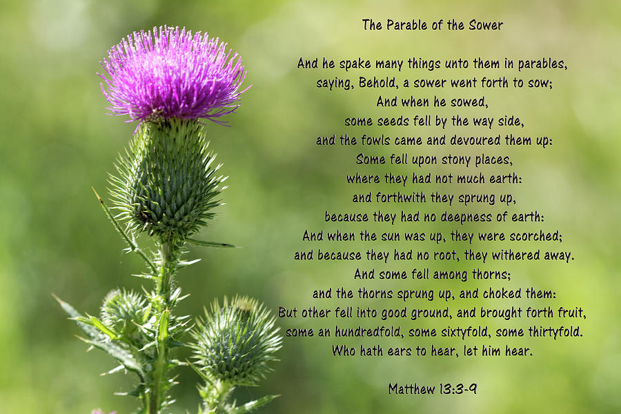 The Parable of the Sower Photograph by Kathy Clark