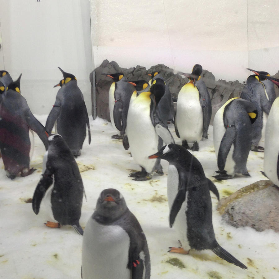The Parading Penguins Photograph by Susan Grunin