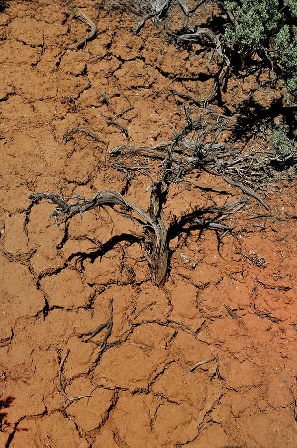 The Parched Earth Photograph by Ron Cline