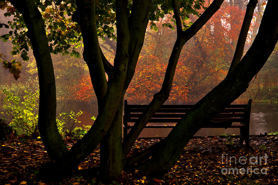 The Park Bench Photograph by Martyn Arnold